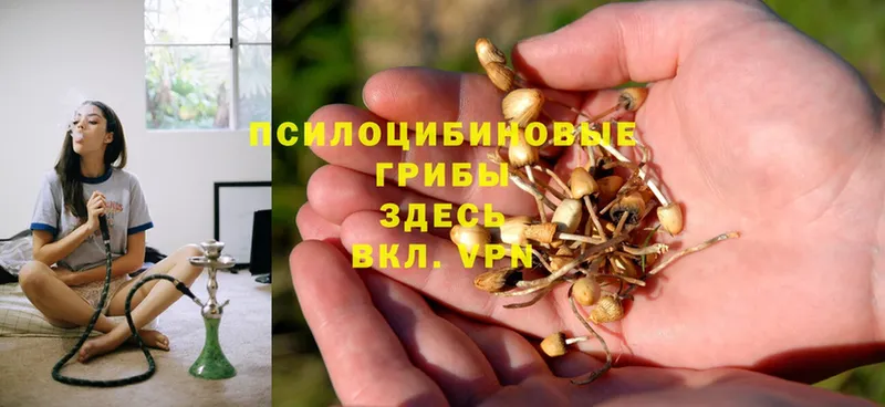 где продают наркотики  Новочеркасск  Псилоцибиновые грибы Magic Shrooms 